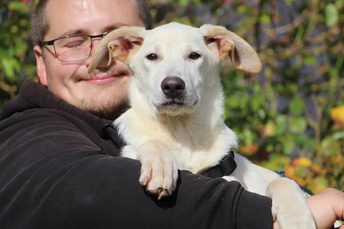 Heidi, female puppy Mixed Breed for adoption at Tierheim Herzsprung