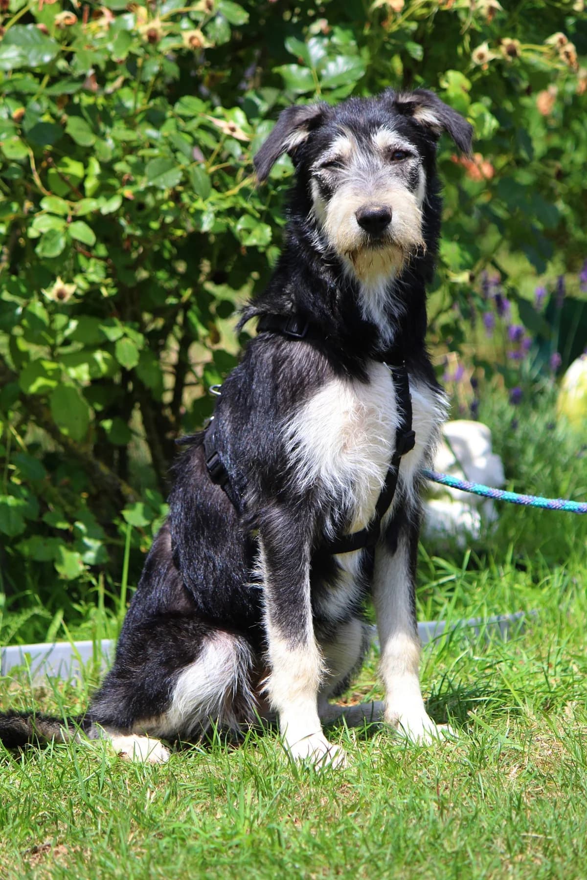 Issy, female puppy Mixed Breed for adoption at Tierheim Herzsprung