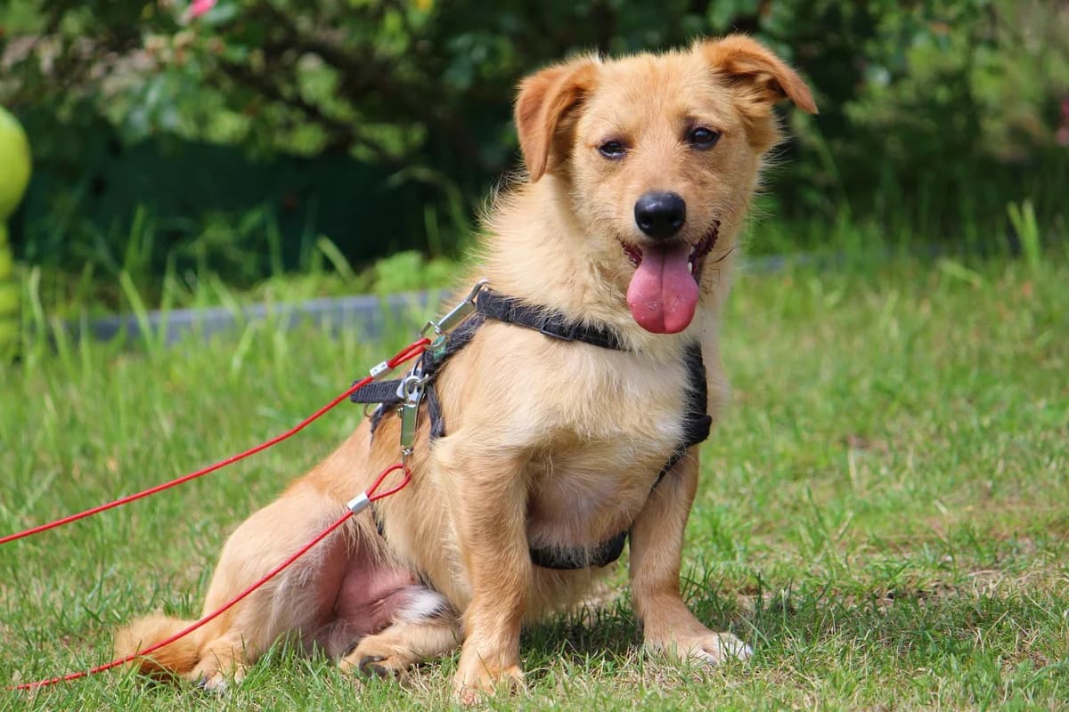 Kenny, male 3yo Mixed Breed for adoption at Tierheim Herzsprung
