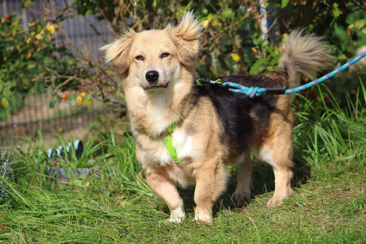 Knox, male 3yo Mixed Breed for adoption at Tierheim Herzsprung