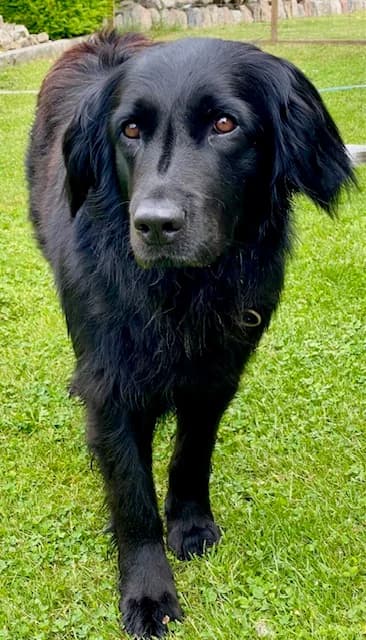 Lilli, female 6yo mixed breed for adoption at Tierheim Herzsprung