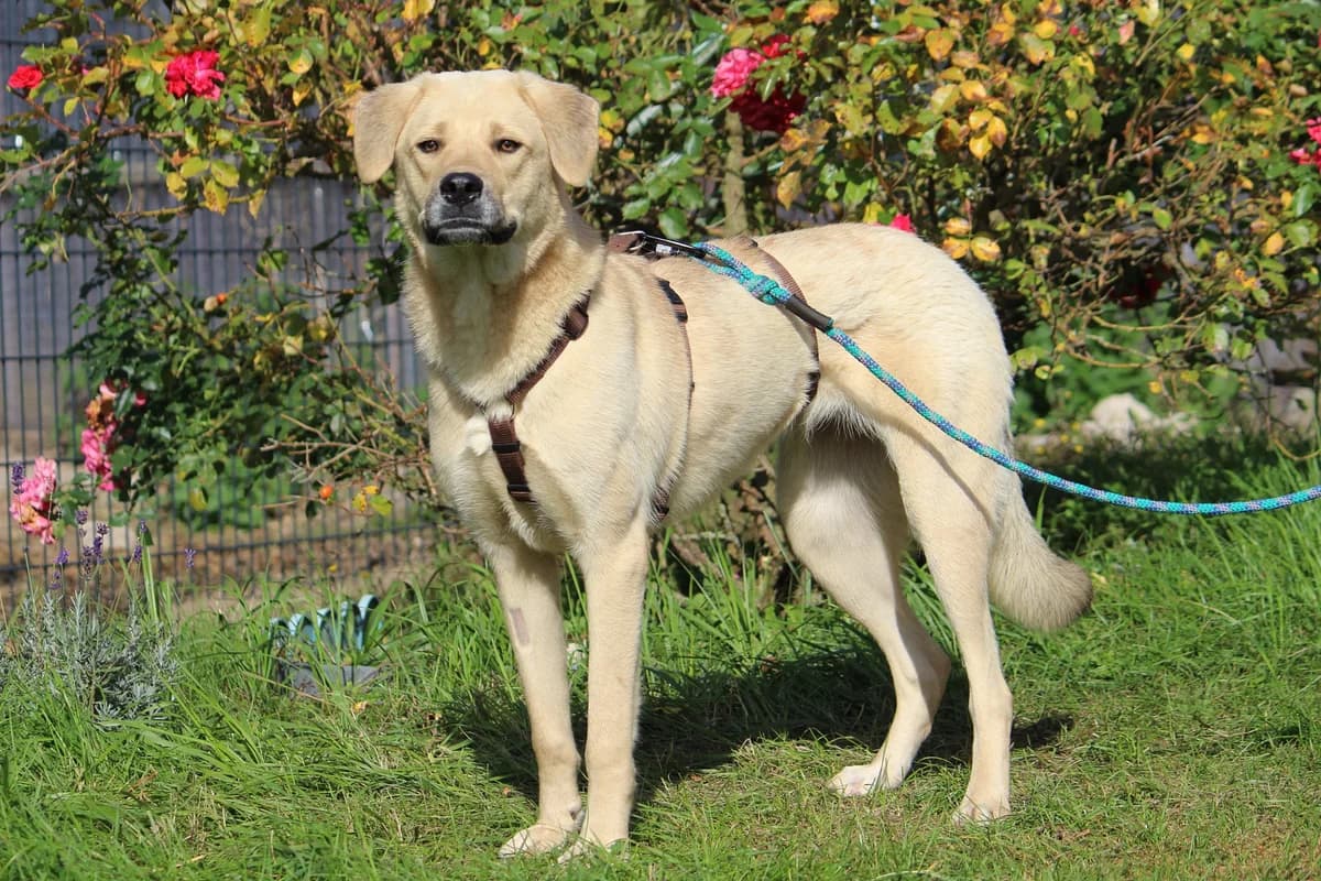Lima, female young Mixed Breed for adoption at Tierheim Herzsprung