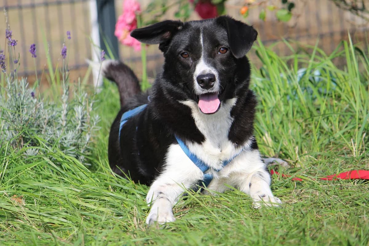 Lupo, male young Mixed Breed for adoption at Tierheim Herzsprung