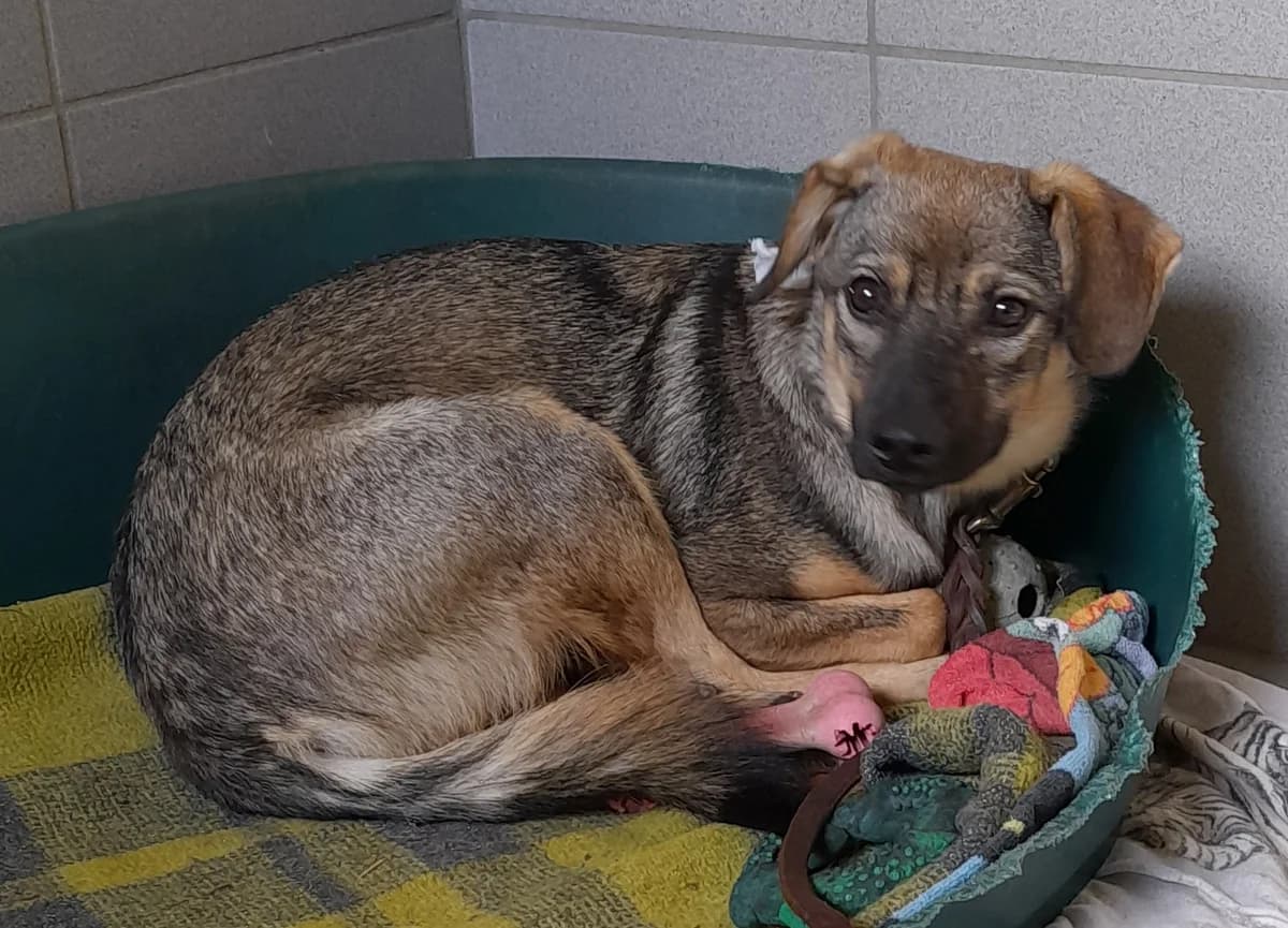 Mia, female young Mixed Breed for adoption at Tierheim Herzsprung