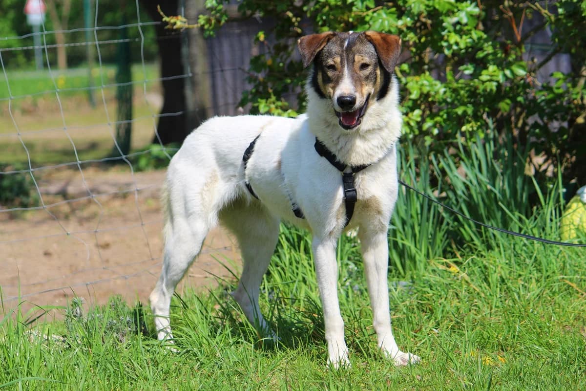 Nelly, female young Mixed Breed for adoption at Tierheim Herzsprung