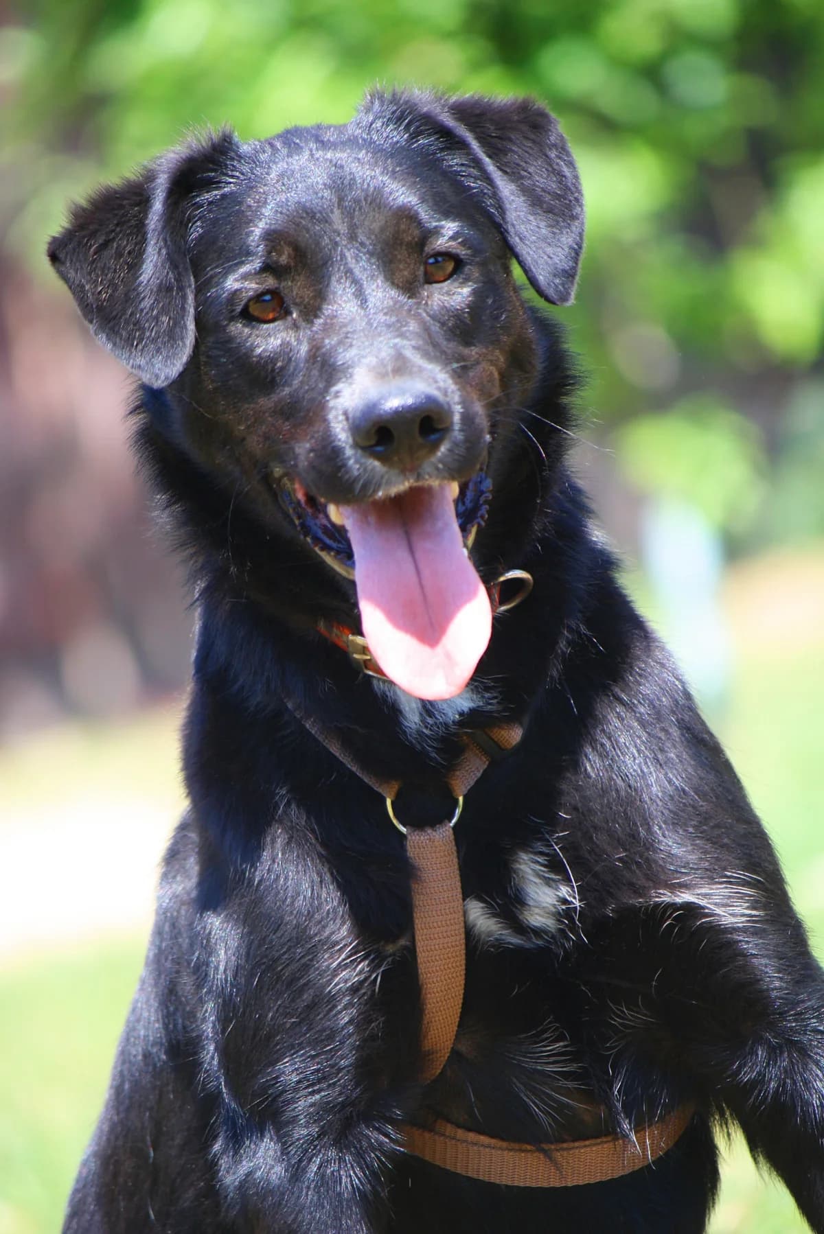 Olli, male 5yo Mixed Breed for adoption at Tierheim Herzsprung
