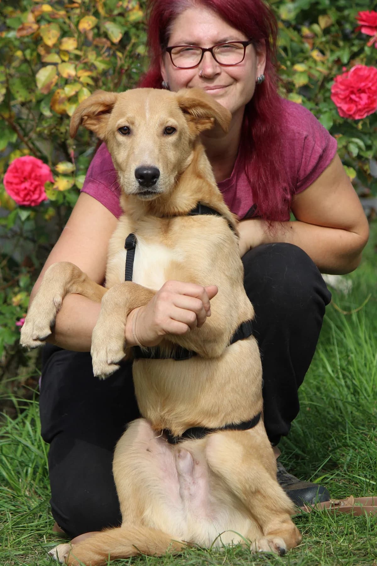 Peter, male puppy Mixed Breed for adoption at Tierheim Herzsprung