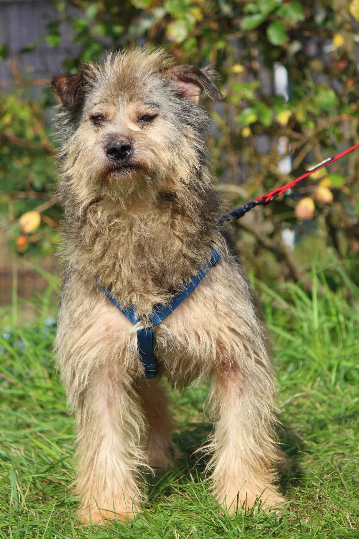 Rudi, male senior Mixed Breed for adoption at Tierheim Herzsprung