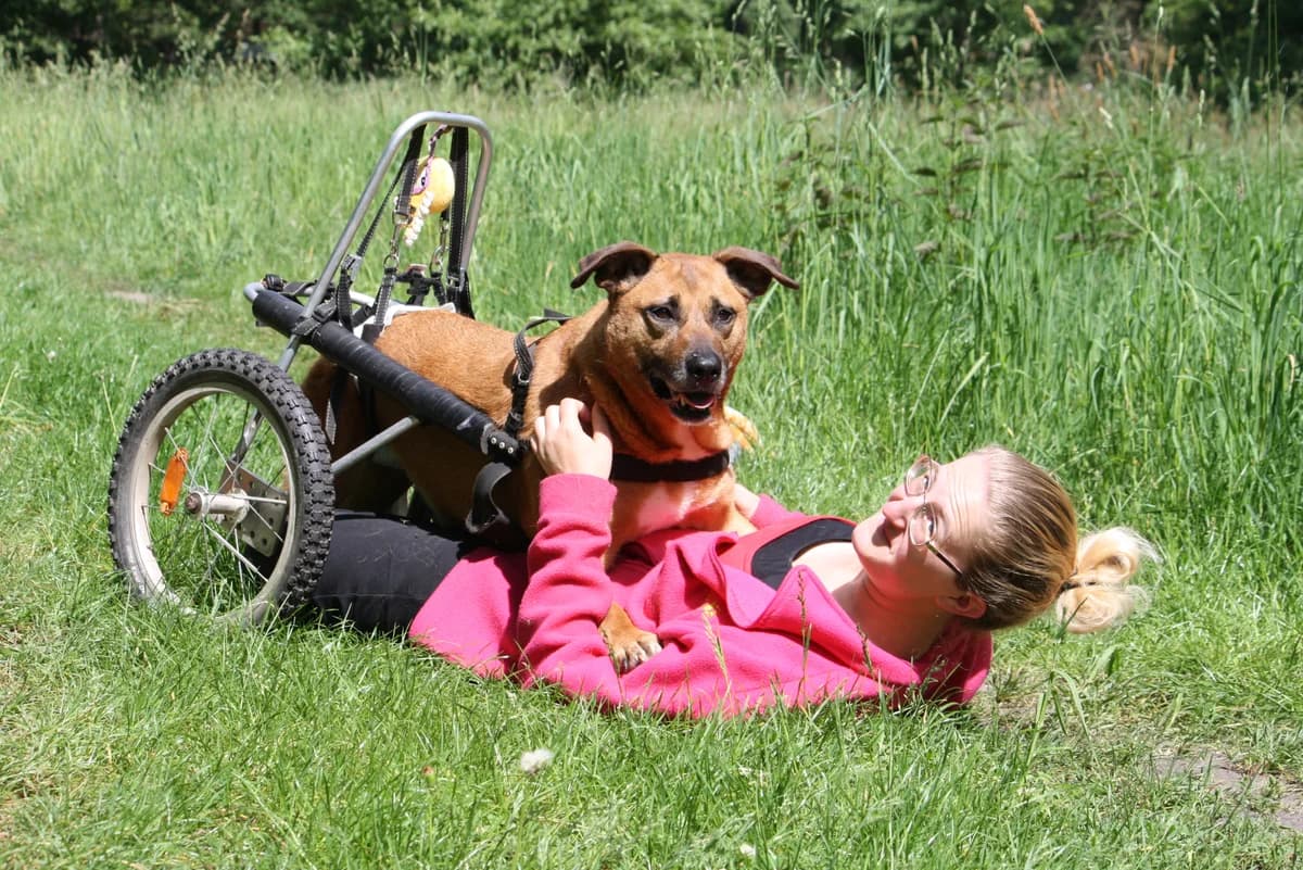 Shanty, female senior Mixed Breed for adoption at Tierheim Herzsprung