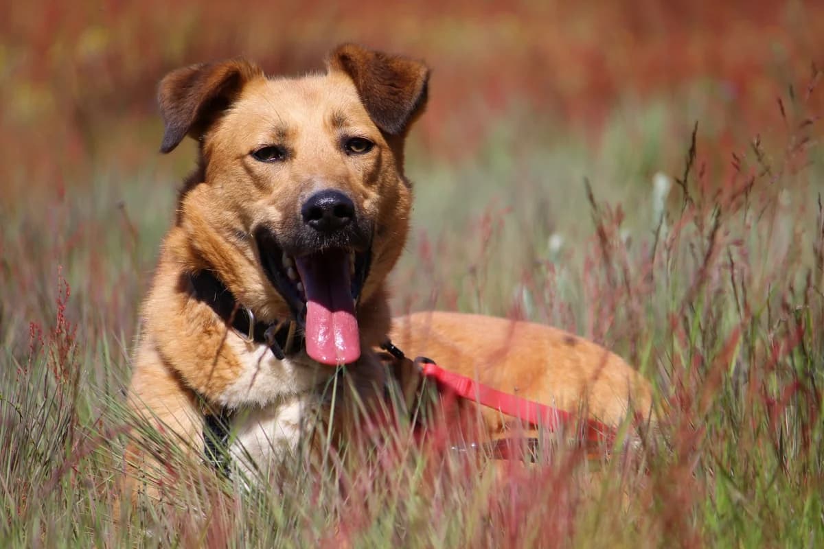 Sitcar, male 3yo Mixed Breed for adoption at Tierheim Herzsprung