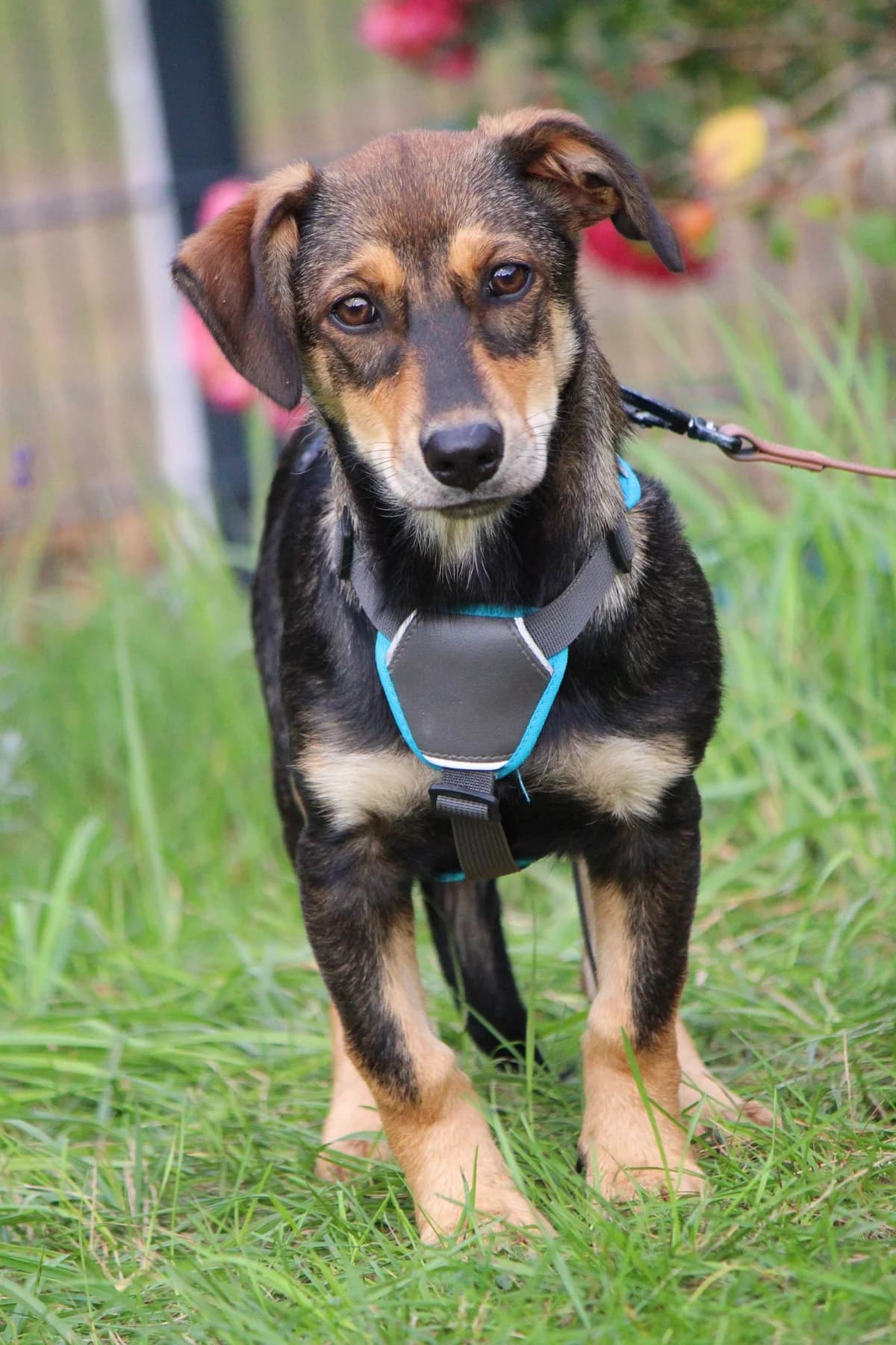 Tara, female puppy Mixed Breed for adoption at Tierheim Herzsprung