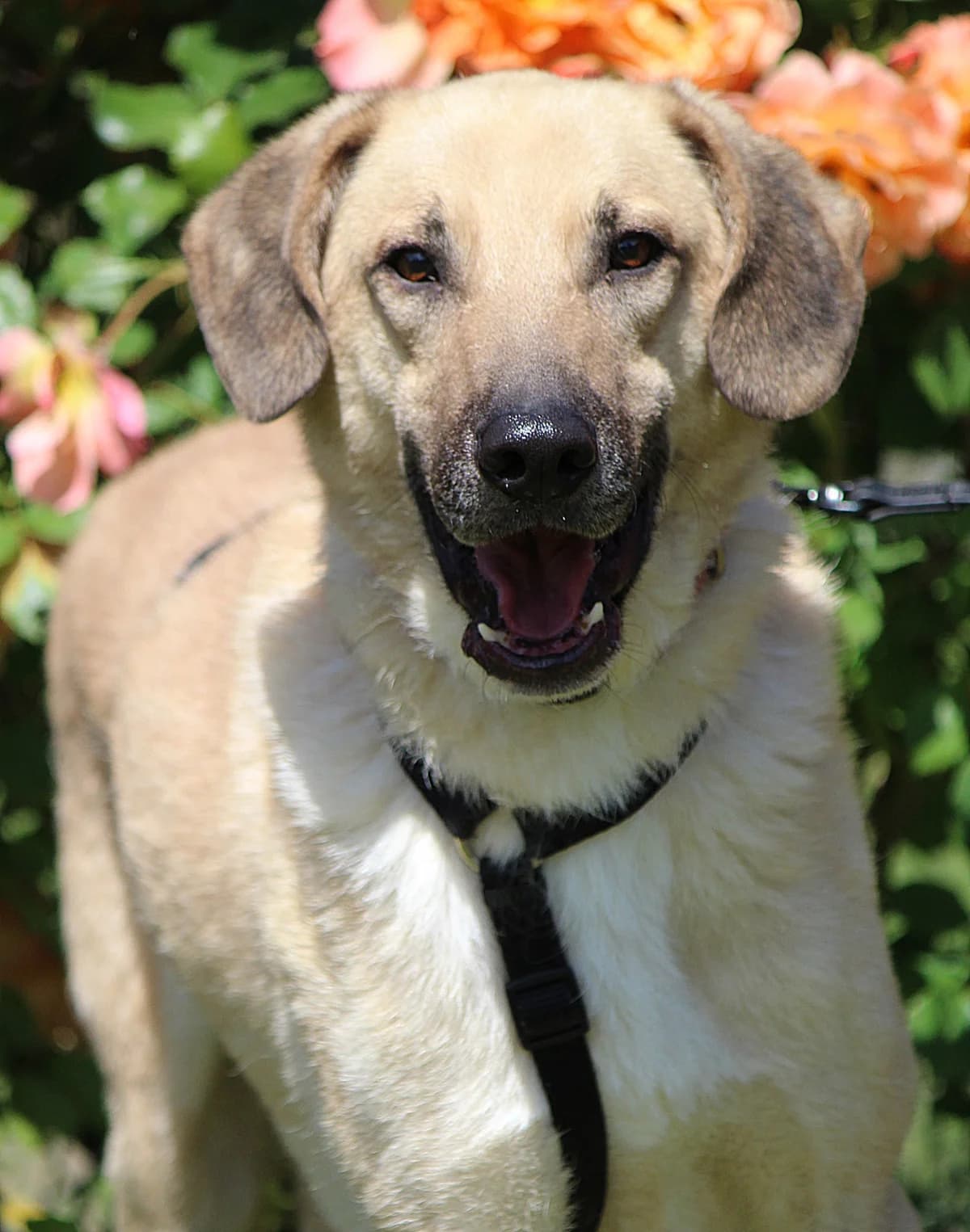 Teo, male 3yo Mixed Breed for adoption at Tierheim Herzsprung