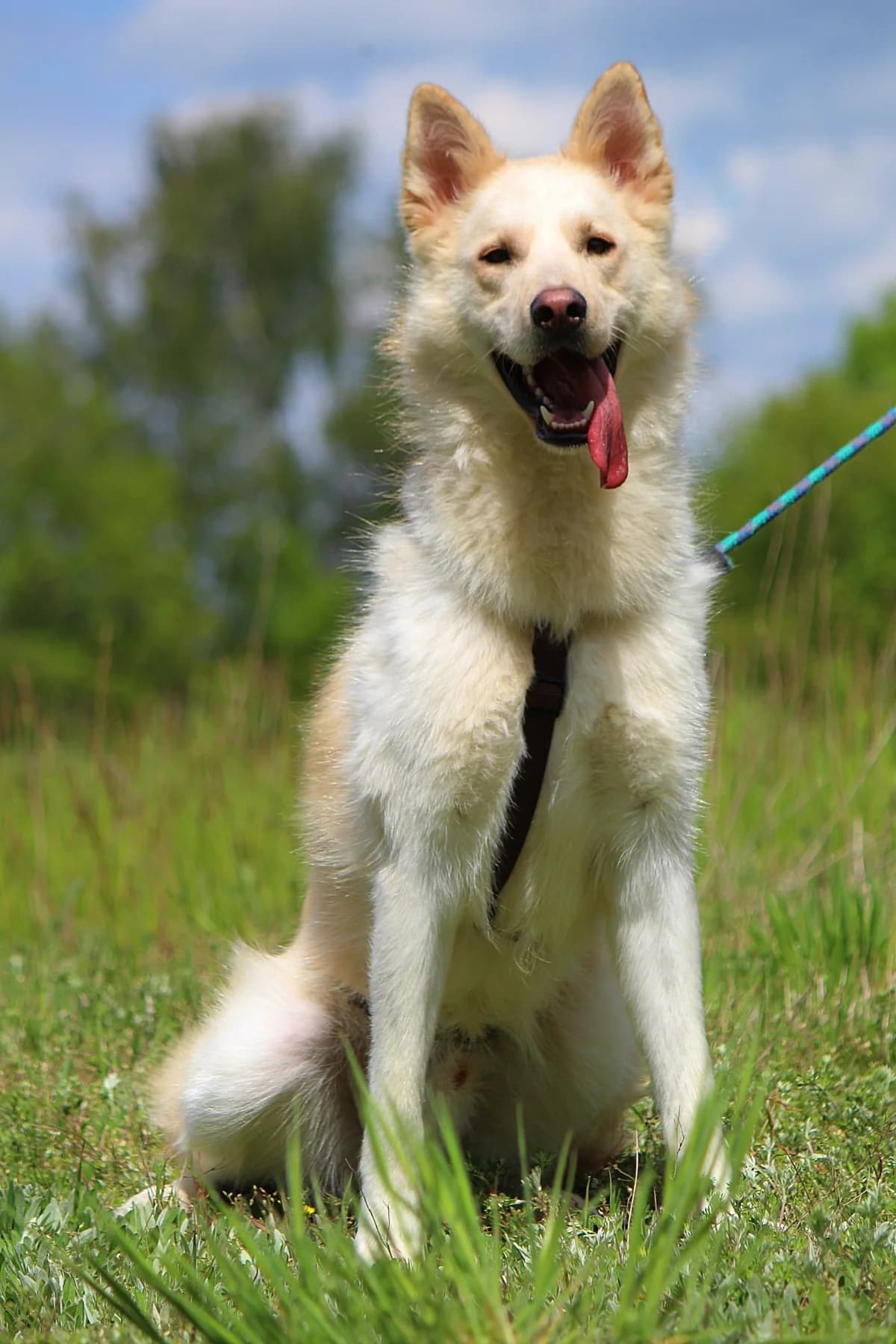 Zeus, male young Husky for adoption at Tierheim Herzsprung