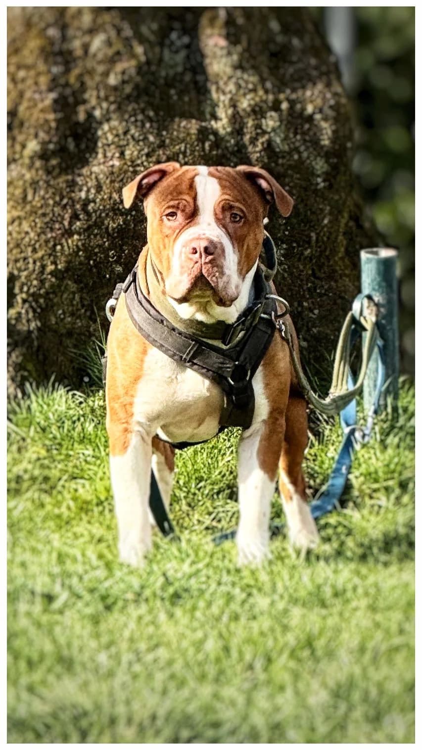 Ace, male young Pit Bull Terrier for adoption at Tierheim Hilden, Hilden