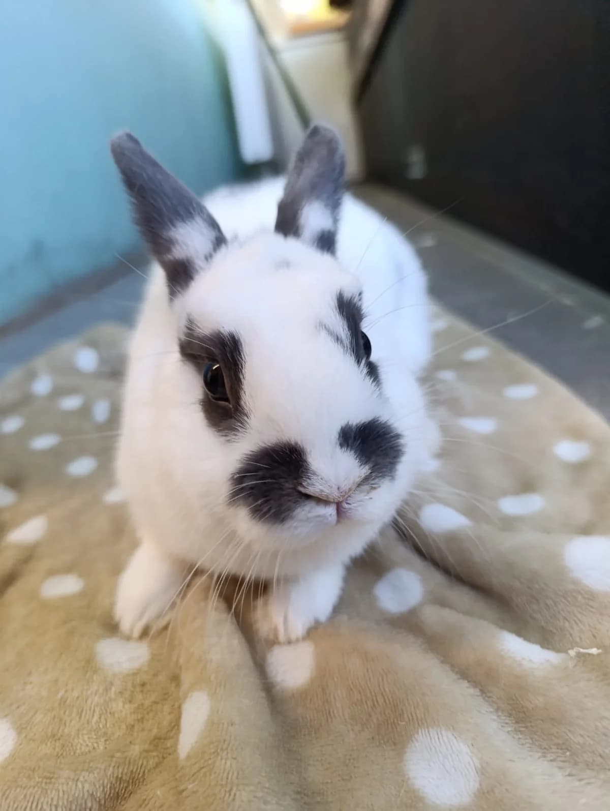 Aladdin, male mixed breed for adoption at Tierheim Hilden, Hilden