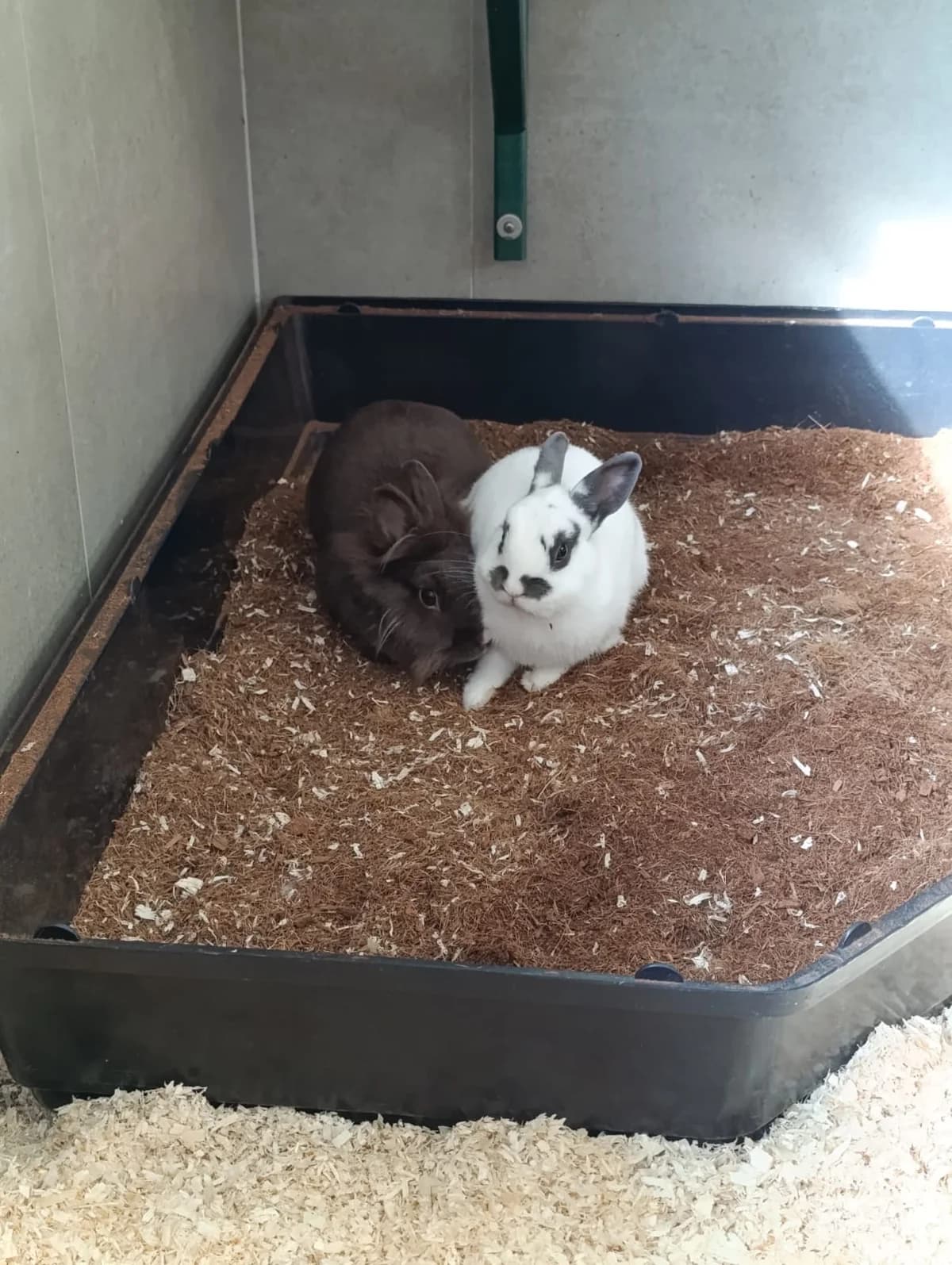 Aladdin & Muckel, puppy mixed breed for adoption at Tierheim Hilden, Hilden