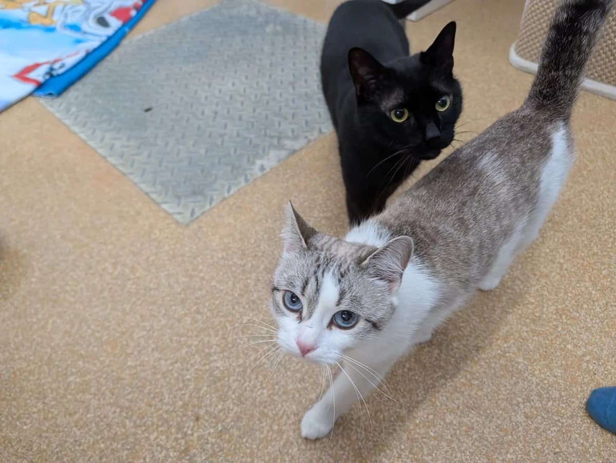 Angel & Damon, 6yo British Shorthair for adoption at Tierheim Hilden, Hilden