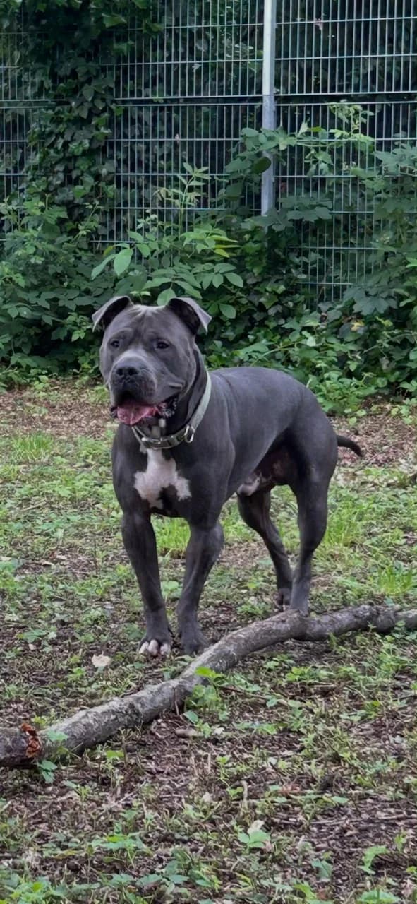 Ares, male young Staffordshire Bull Terrier for adoption at Tierheim Hilden, Hilden