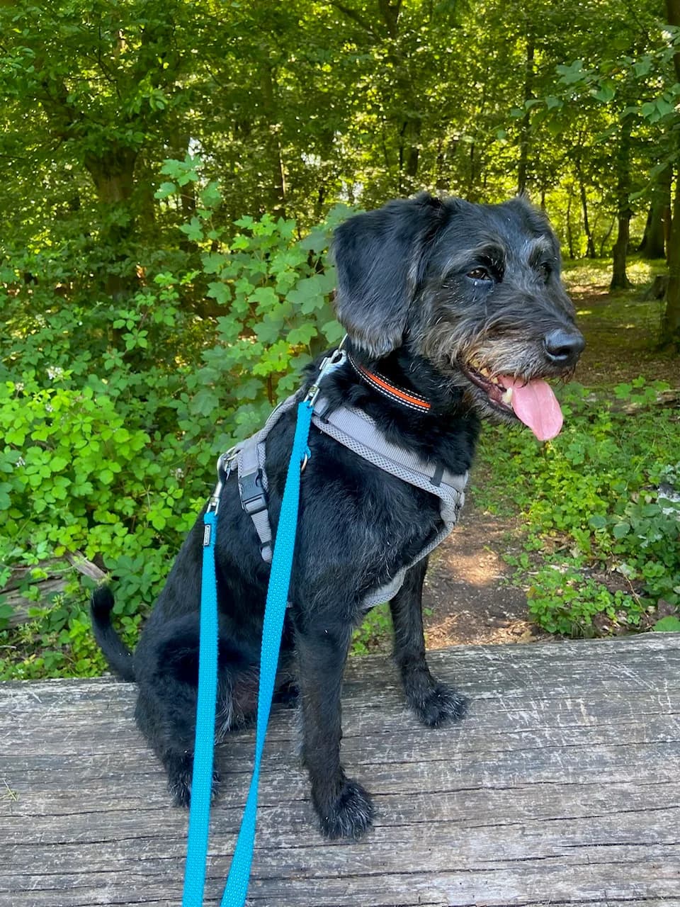 Bailey, female 6yo Mixed Breed for adoption at Tierheim Hilden, Hilden