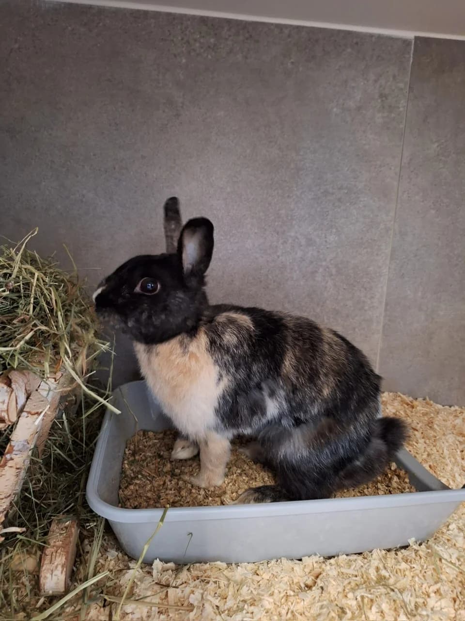 Basti, male 3yo mixed breed for adoption at Tierheim Hilden, Hilden