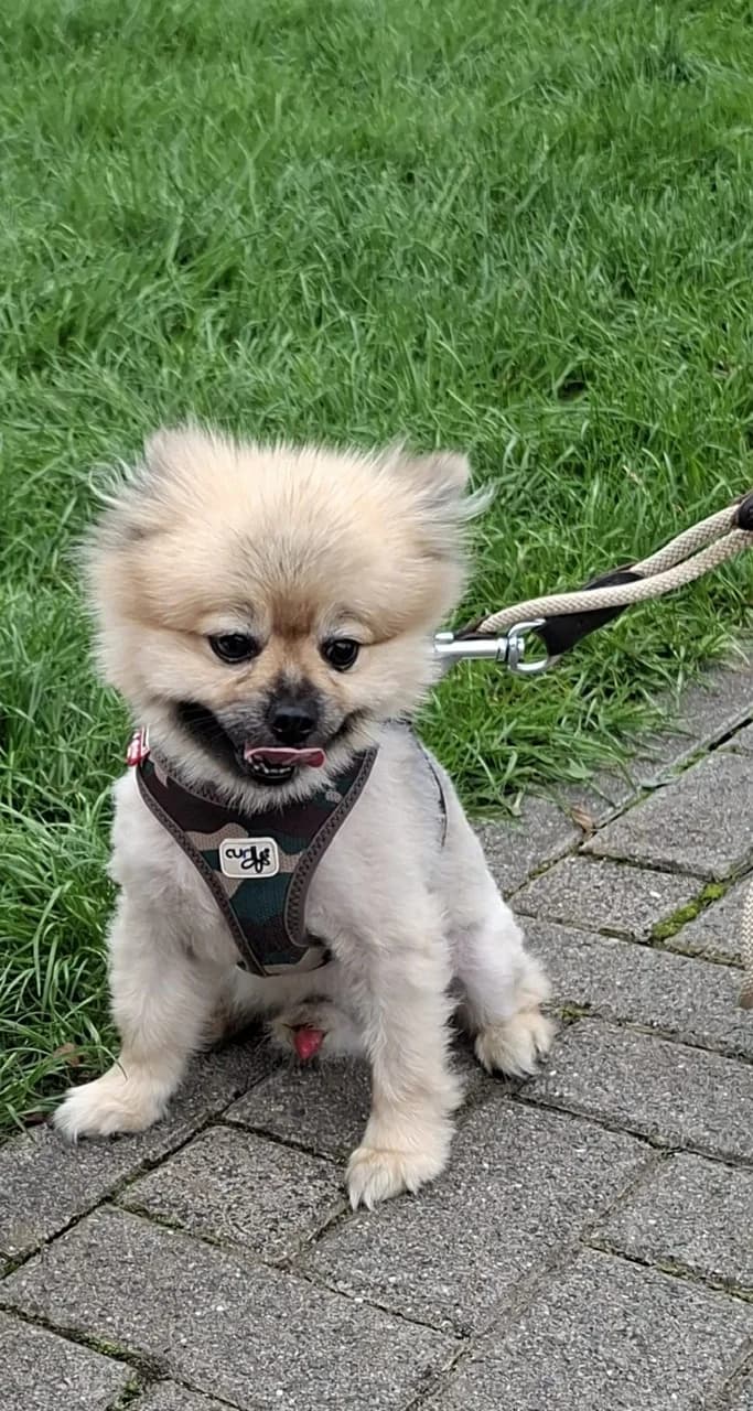 Bernd, male young Pomeranian for adoption at Tierheim Hilden, Hilden