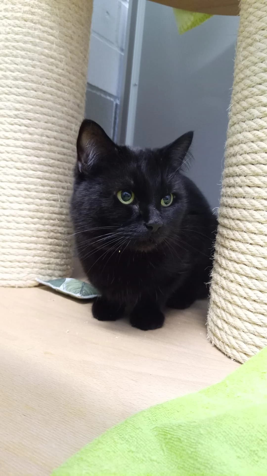 Black Pearl, male European Shorthair for adoption at Tierheim Hilden, Hilden