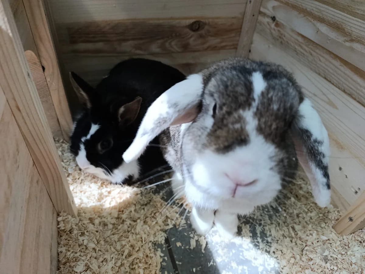 Blacky & Flöckchen, young mixed breed for adoption at Tierheim Hilden, Hilden