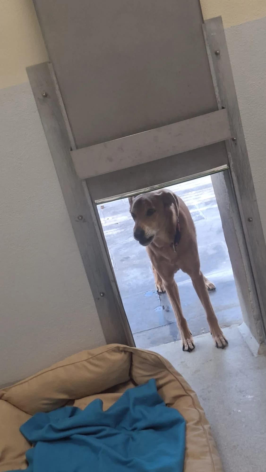 Bobby, male senior Mixed Breed for adoption at Tierheim Hilden, Hilden