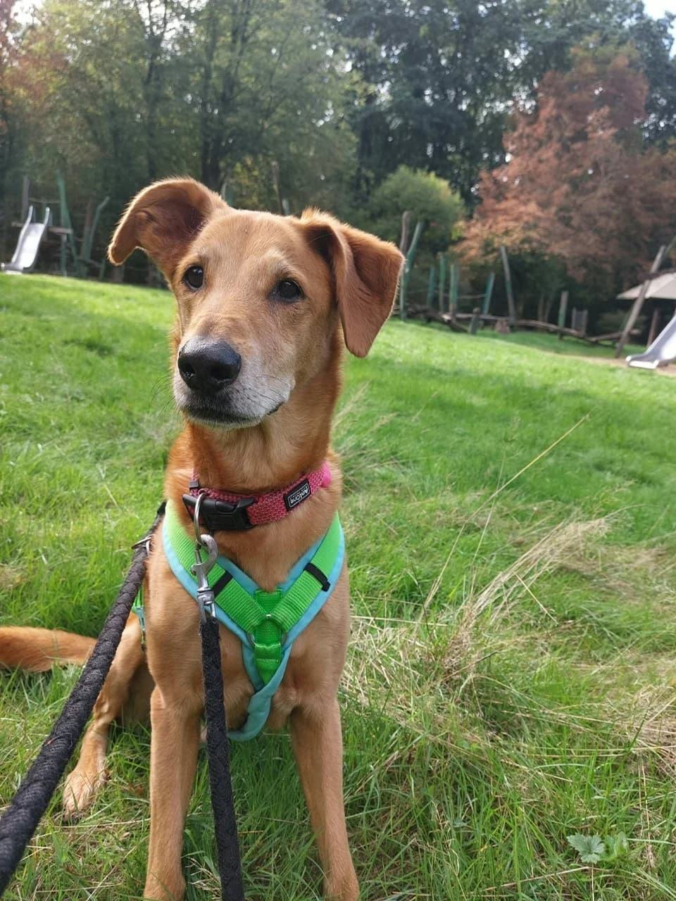 Bobby, male senior Mixed Breed for adoption at Tierheim Hilden, Hilden