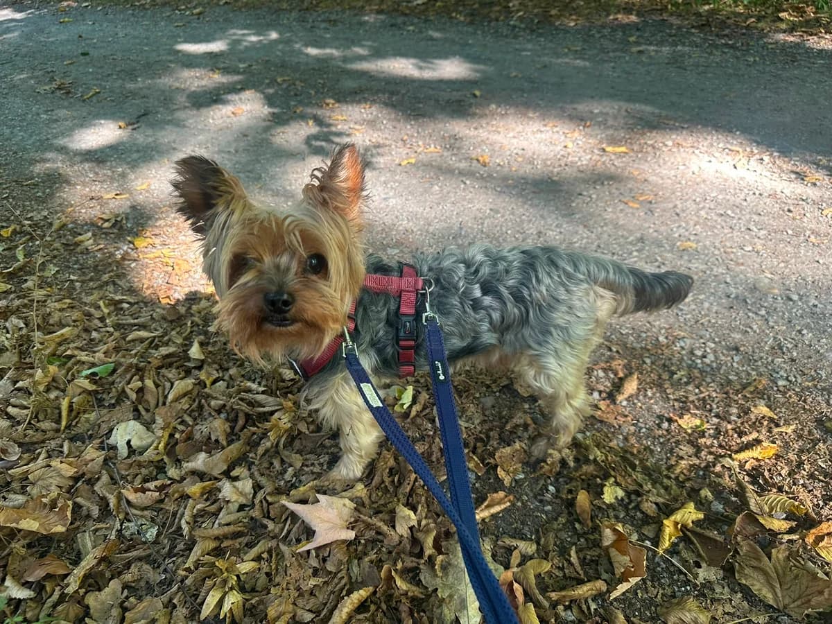 Bora, male senior Yorkshire Terrier for adoption at Tierheim Hilden, Hilden
