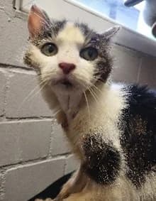 Brava, female European Shorthair for adoption at Tierheim Hilden, Hilden