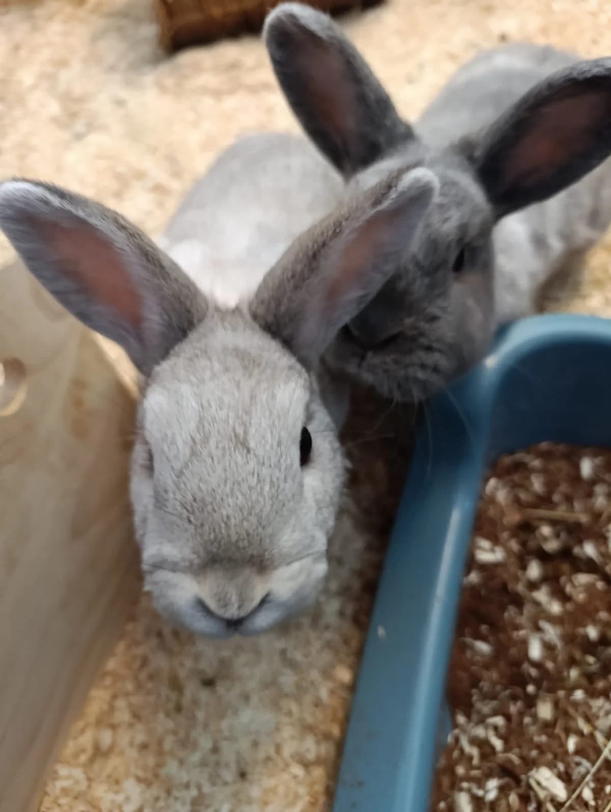 Brummbär & Schlafmütze, male young mixed breed for adoption at Tierheim Hilden, Hilden