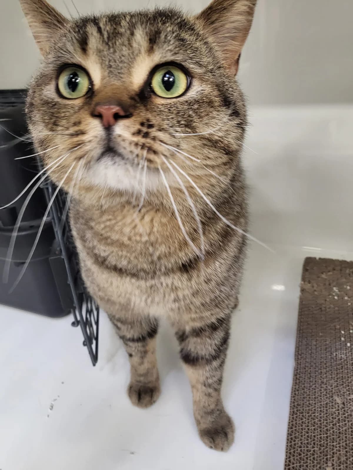 Bryan, male young British Shorthair for adoption at Tierheim Hilden, Hilden