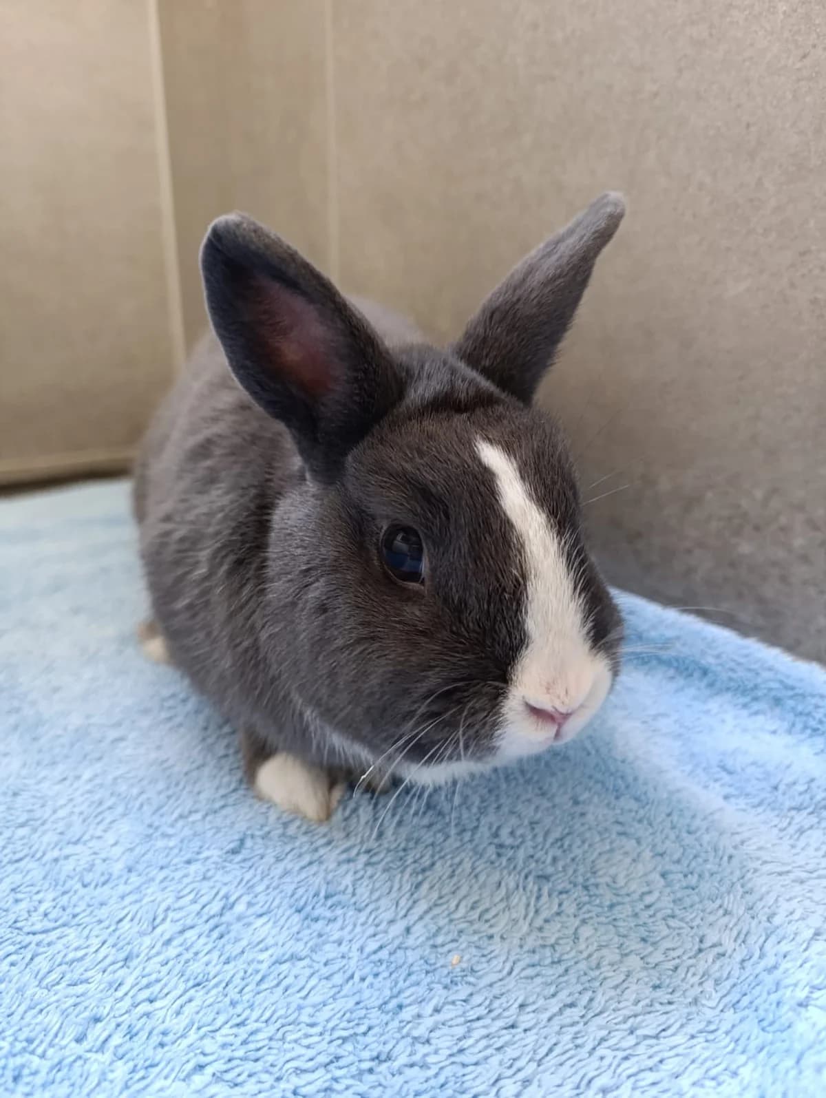 Bugs Bunny, male mixed breed for adoption at Tierheim Hilden, Hilden