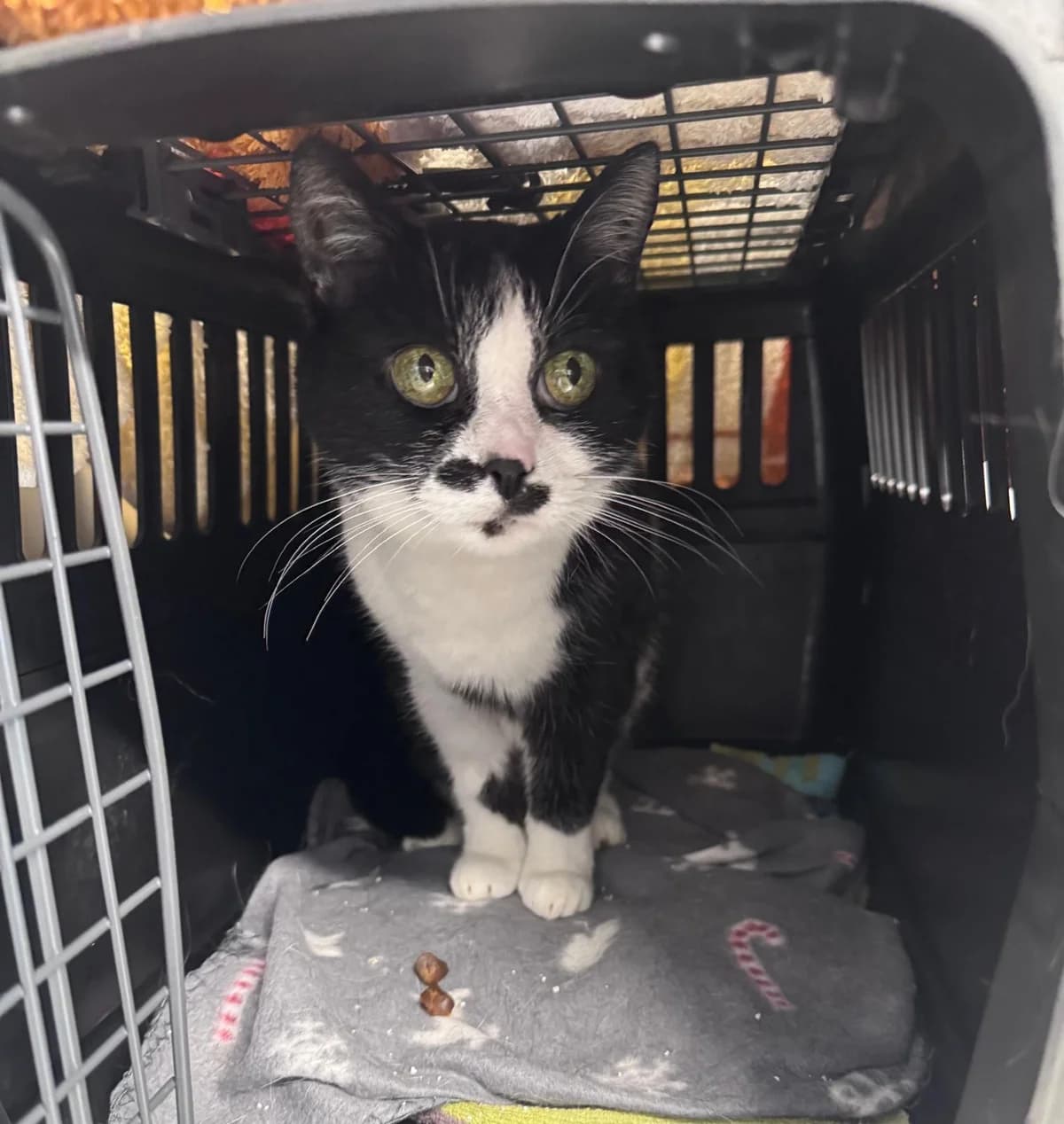 Cleopatra, female European Shorthair for adoption at Tierheim Hilden, Hilden