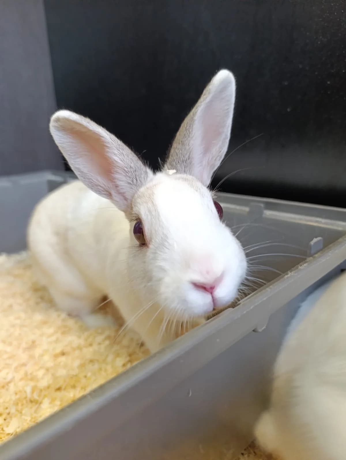 Smartie, female young mixed breed for adoption at Tierheim Hilden, Hilden