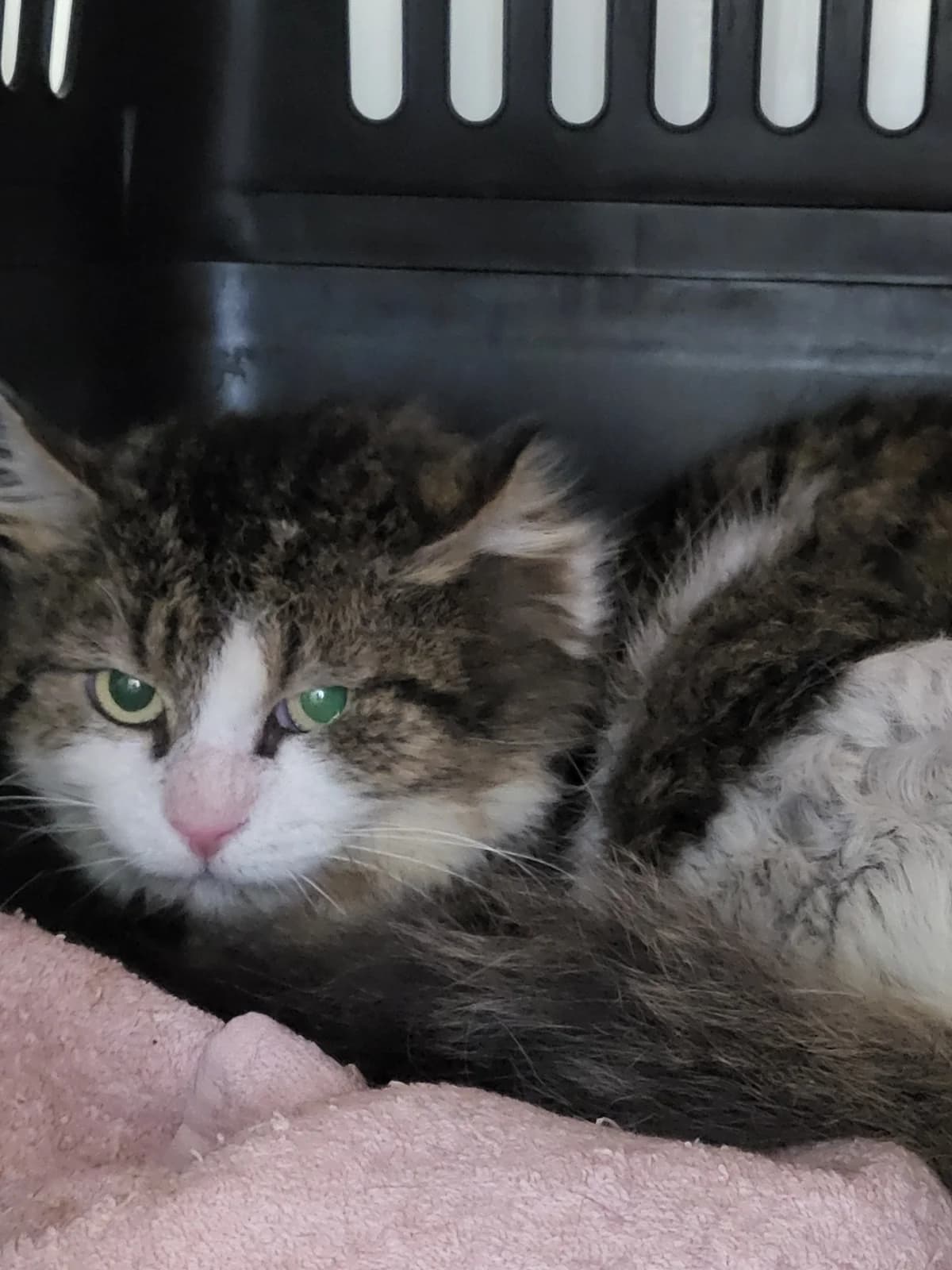Dean, male Norwegian Forest Cat for adoption at Tierheim Hilden, Hilden
