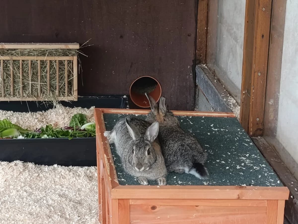 Clara, Carlos & Ernesto, young mixed breed for adoption at Tierheim Hilden, Hilden