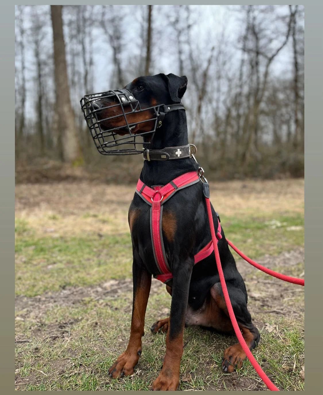 Ernie - Paten gesucht, male 6yo Doberman for adoption at Tierheim Hilden, Hilden