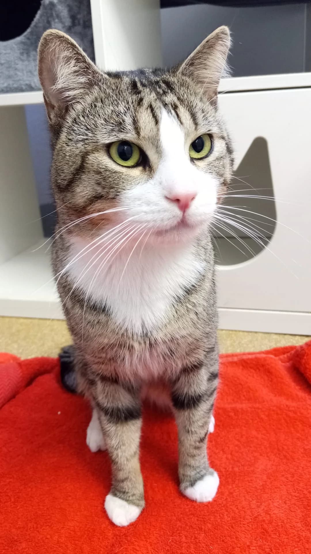 Fabio, male European Shorthair for adoption at Tierheim Hilden, Hilden