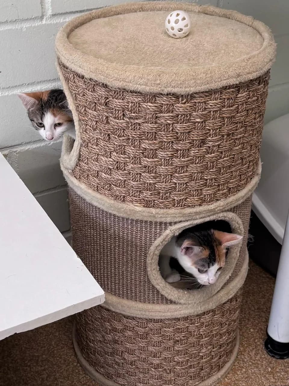 Fix & Foxy, female puppy European Shorthair for adoption at Tierheim Hilden, Hilden