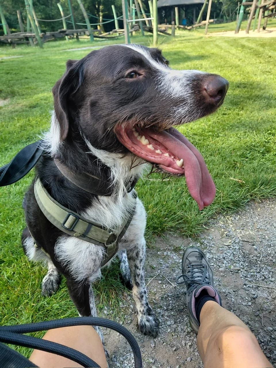 Flip, male young German Shorthaired Pointer for adoption at Tierheim Hilden, Hilden