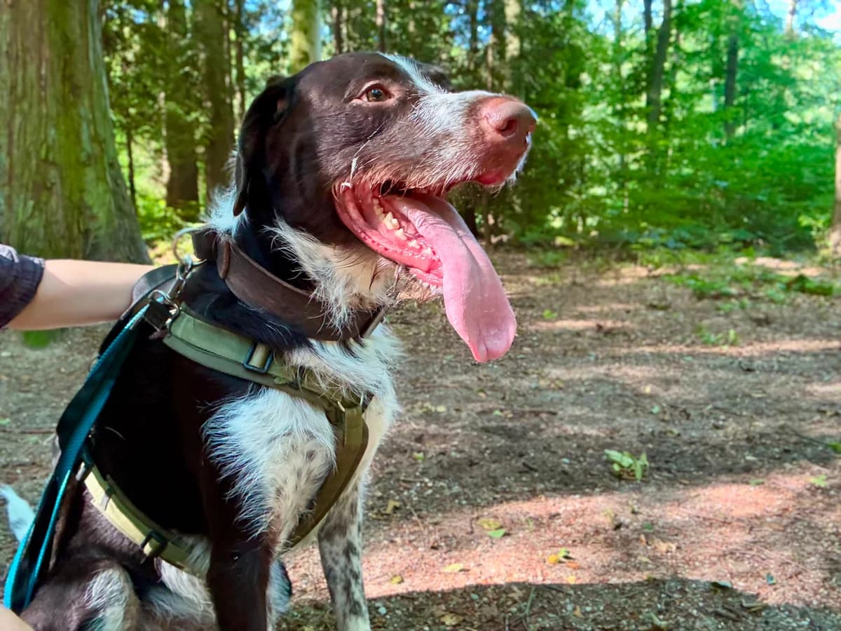 Flip, male young German Shorthaired Pointer for adoption at Tierheim Hilden, Hilden
