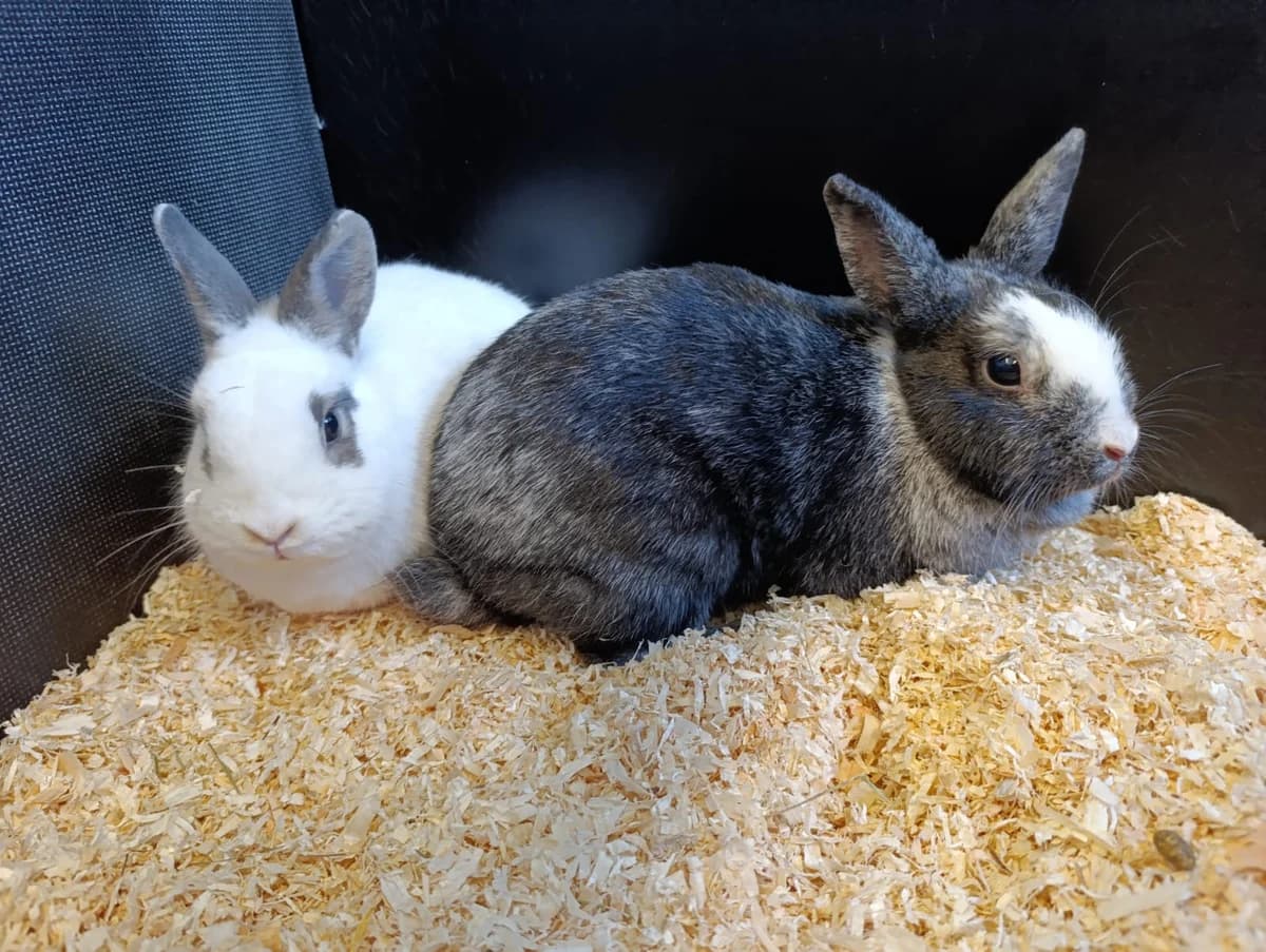 Flöckchen & Paddy, young mixed breed for adoption at Tierheim Hilden, Hilden