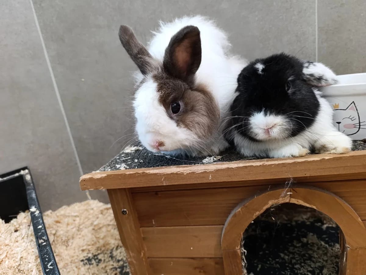 Freddy & Jason, male 4yo mixed breed for adoption at Tierheim Hilden, Hilden
