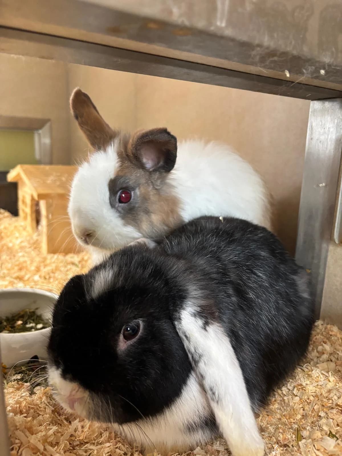 Freddy & Jason, male mixed breed for adoption at Tierheim Hilden, Hilden