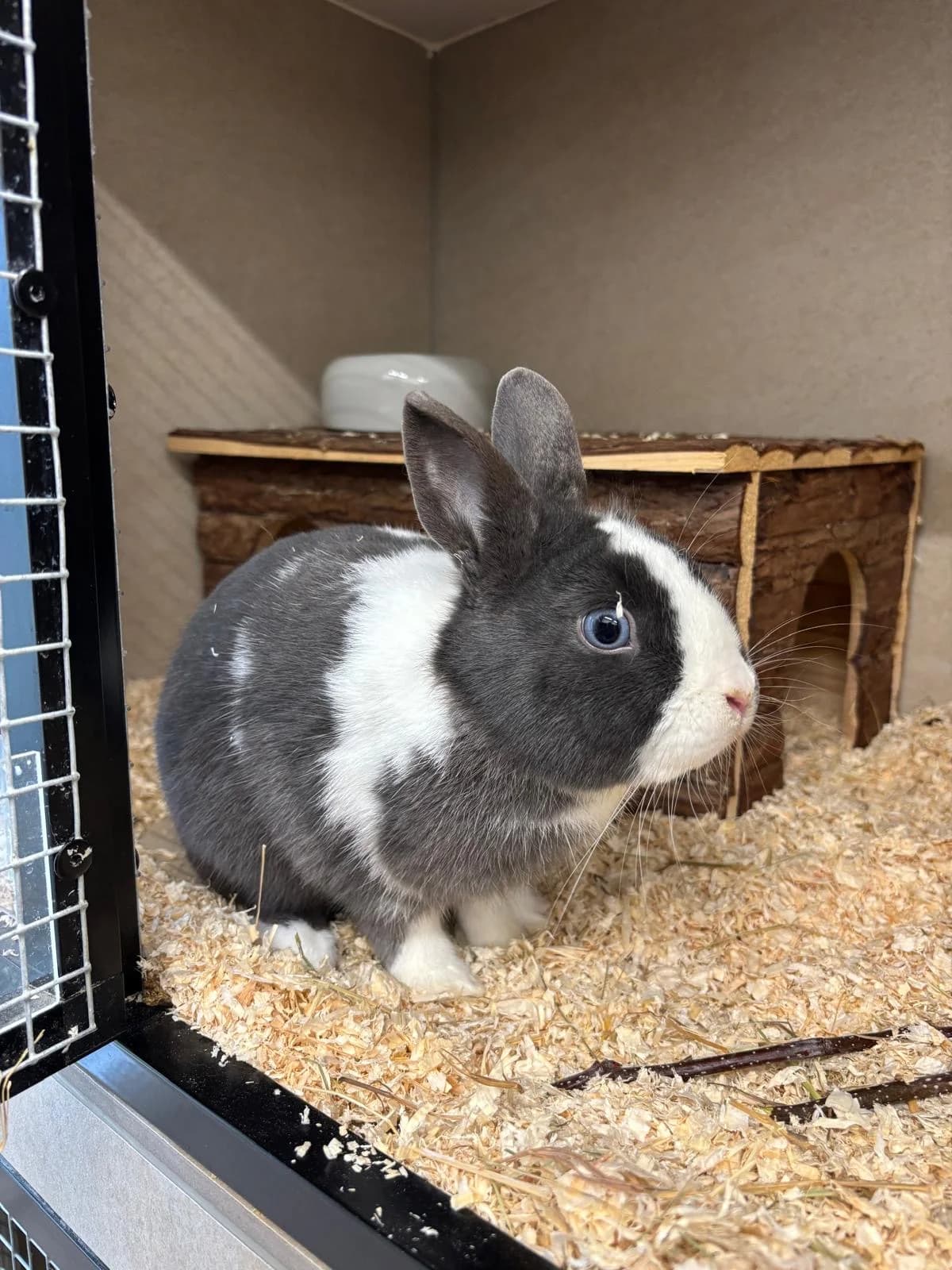 Fridolin, male mixed breed for adoption at Tierheim Hilden, Hilden