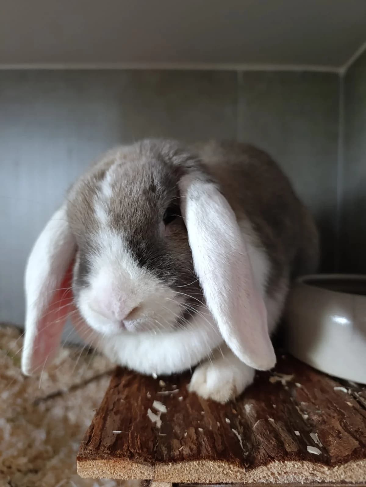 Frieda, female mixed breed for adoption at Tierheim Hilden, Hilden