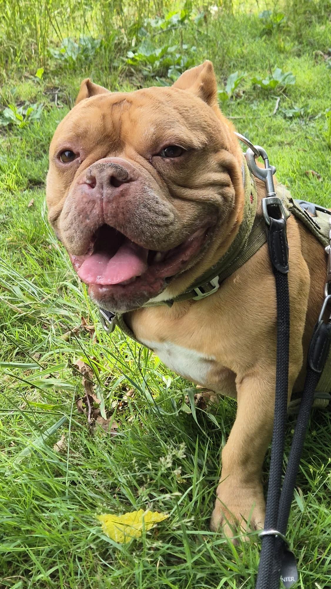 Henk, male senior English Bulldog for adoption at Tierheim Hilden, Hilden
