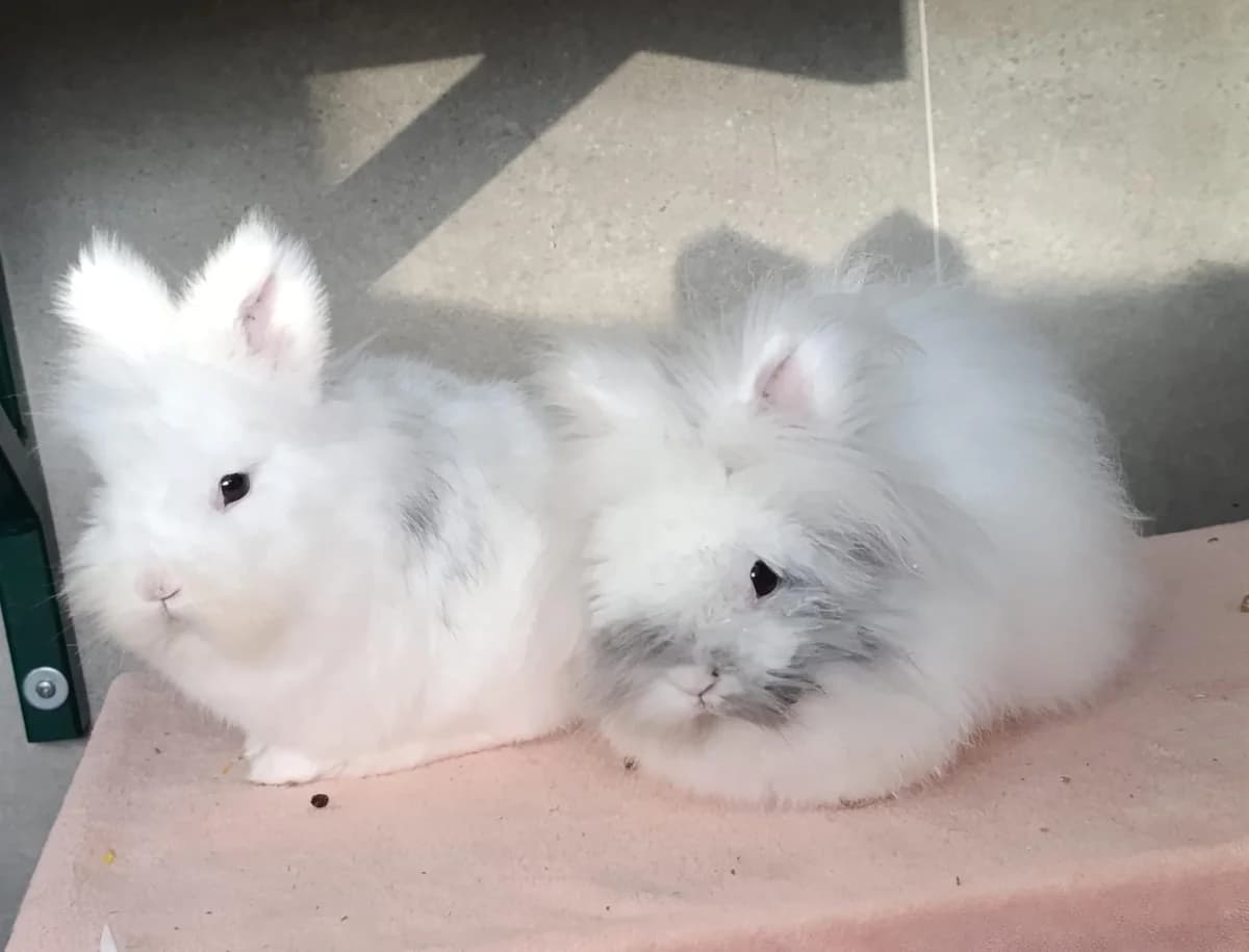 Henri & Coco, male mixed breed for adoption at Tierheim Hilden, Hilden